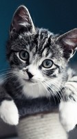descargar wallpaper de animales